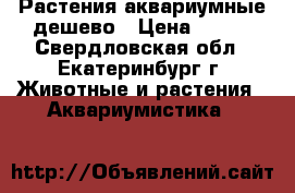 Растения аквариумные дешево › Цена ­ 100 - Свердловская обл., Екатеринбург г. Животные и растения » Аквариумистика   